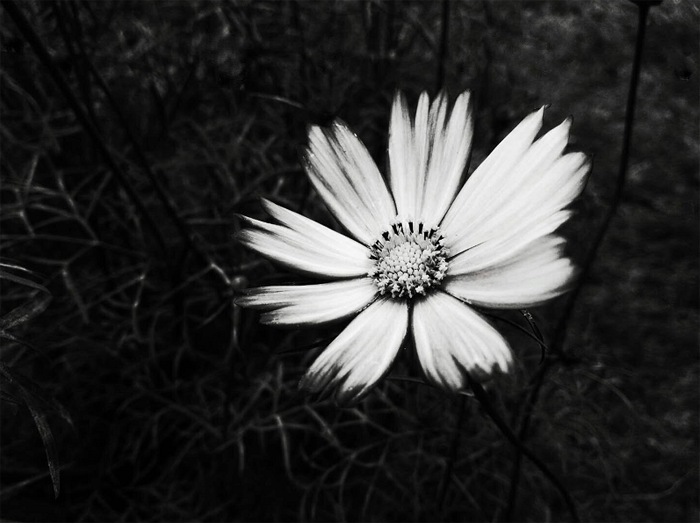 《花的獨白》作者 小河馬.png