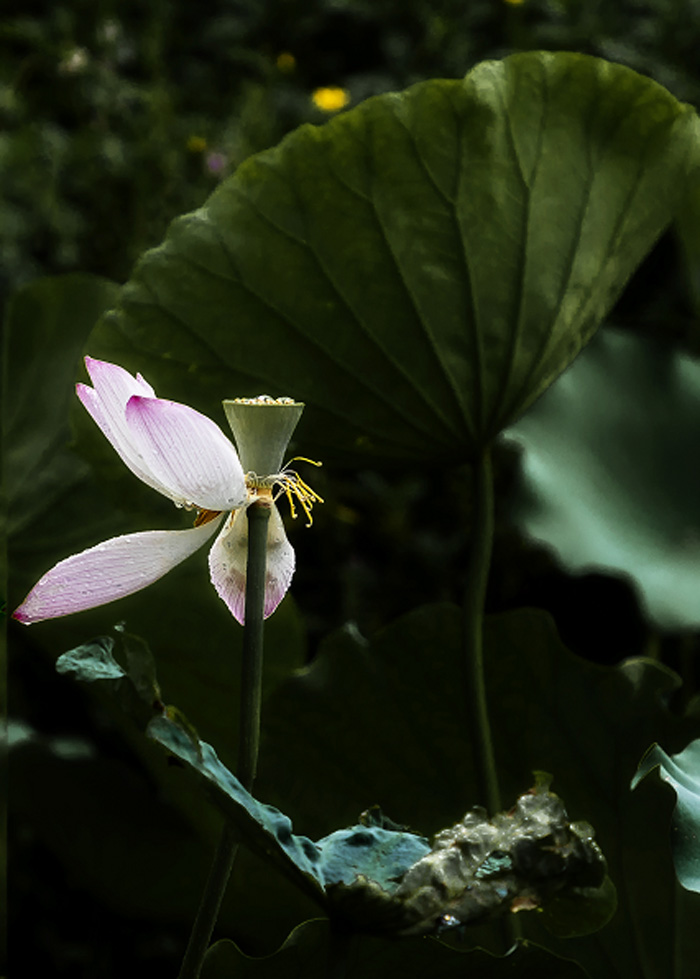 《荷花》作者：馮文 副本.jpg