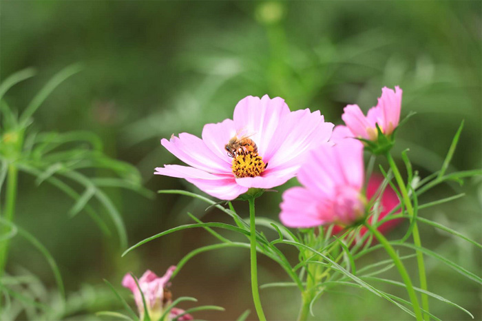 《花與蜜蜂》 作者墨璃 副本.jpg
