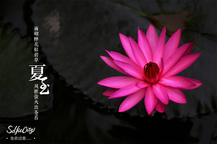《晨荷》 作者：生命過客 副本.jpg